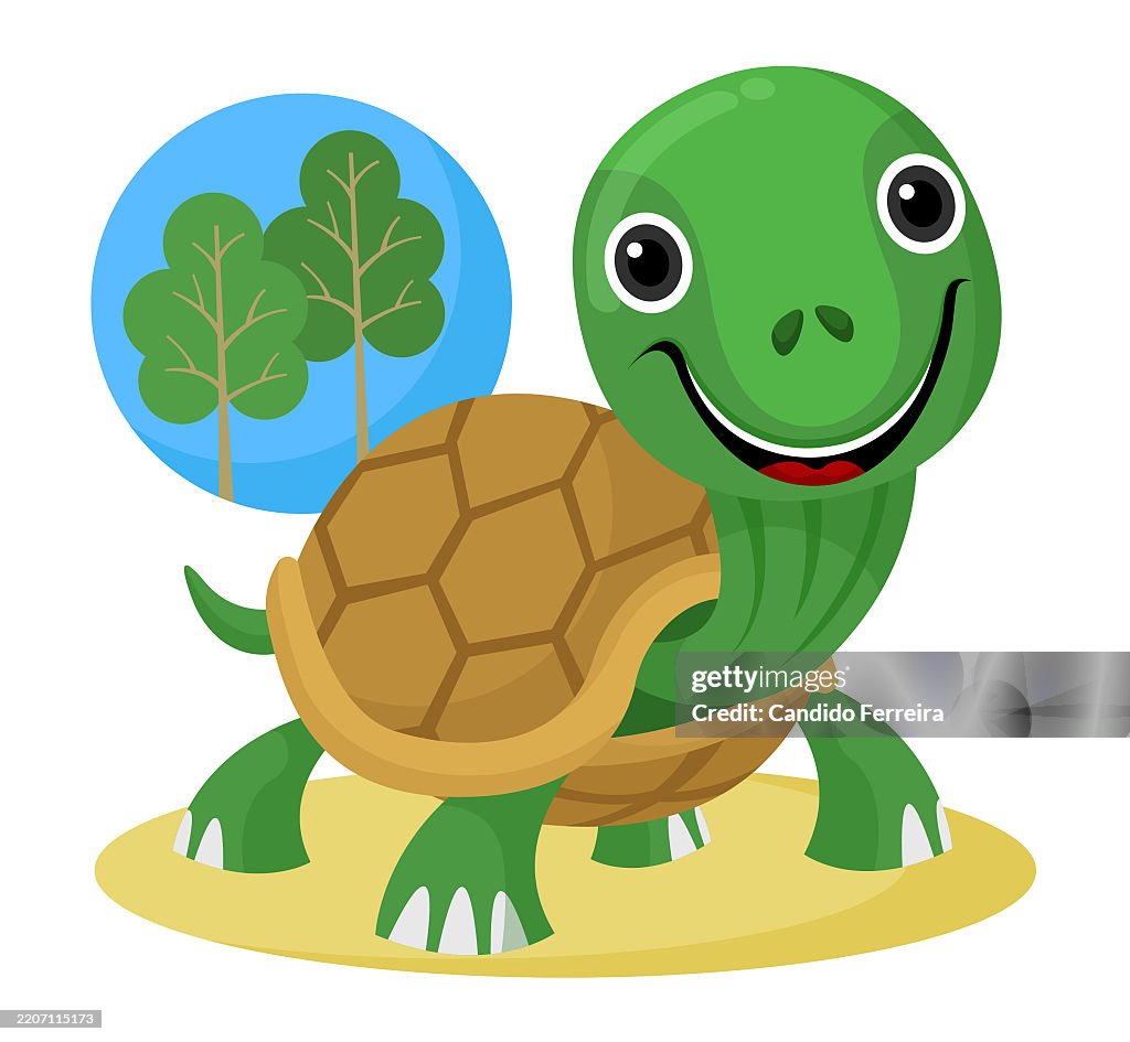 Baby turtle