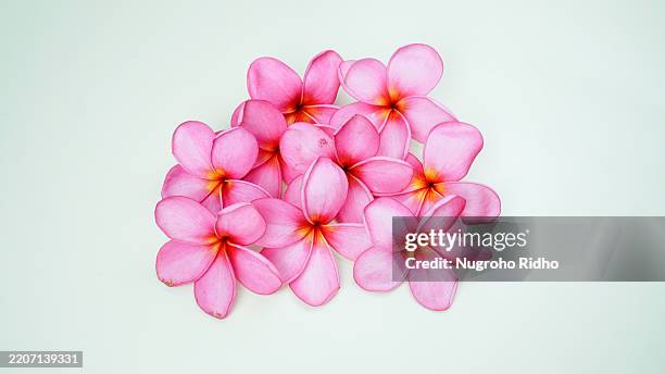 bouquet of pink plumeria with white background - champa stock pictures, royalty-free photos & images