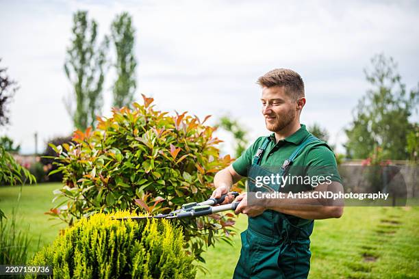 professional gardener trimming hedge. - cortar relva imagens e fotografias de stock
