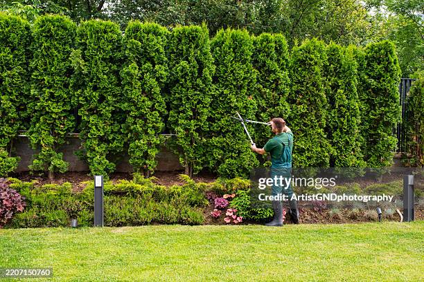 professional gardener trimming hedge. - cortar relva imagens e fotografias de stock
