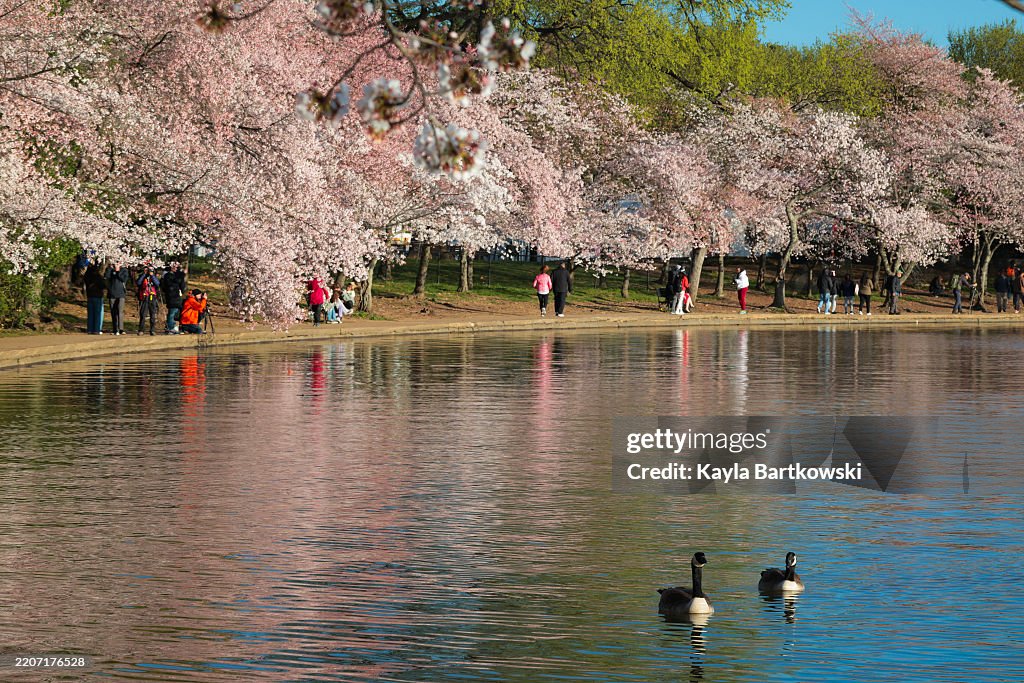 D.C.'s Famed blooming cherry blossoms Near Peak Bloom