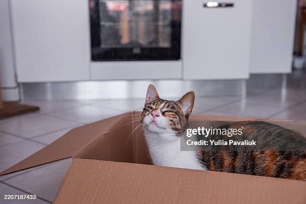 dreamy cat sits in mailbox - calico cat stock pictures, royalty-free photos & images