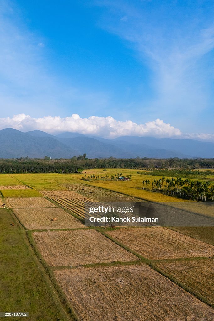 Sunny day with agriculture field and farm from aerial view