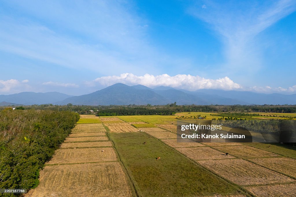 Sunny day with agriculture field and farm from aerial view