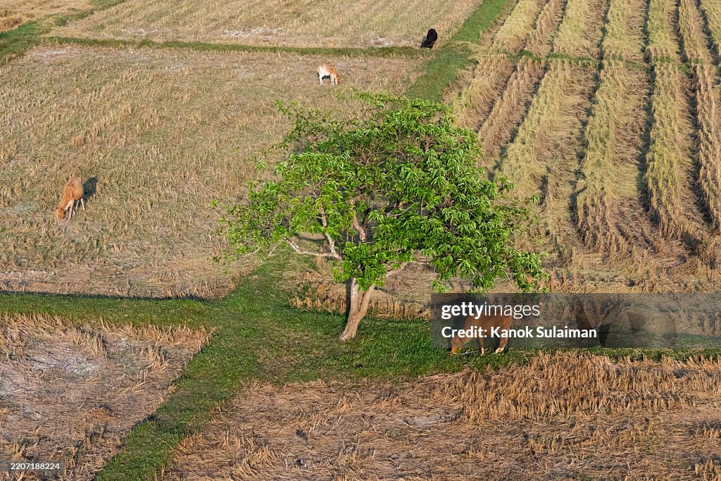 Cows grazing green fields from aerial view