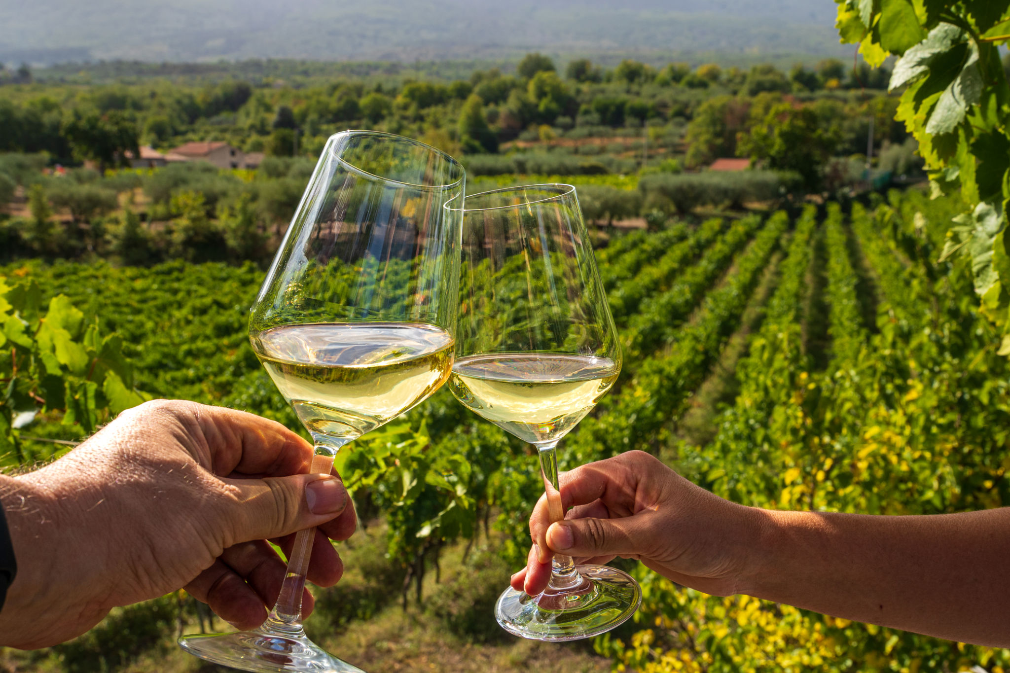 sicily vineyards