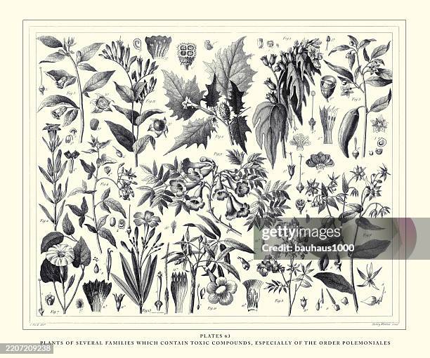 plants of several families which contain toxic compounds, especially of the order polemoniales engraving antique illustration, published 1851 - poisonous stock illustrations