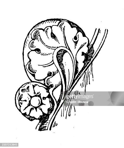 crocket and gargoyle ornament, decoration, design element - gargoyle stock illustrations
