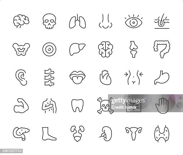 stockillustraties, clipart, cartoons en iconen met internal organ & body icon set. editable stroke weight. pixel perfect icons. - menselijke huid