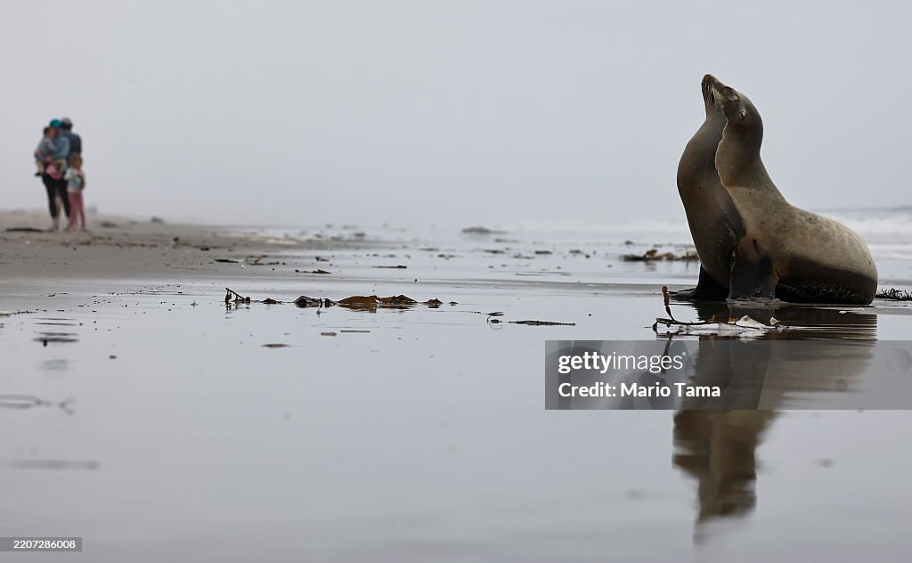 Poisoned Sea Lions Cause Alarm As They're Stranded Along Southern California Coastline