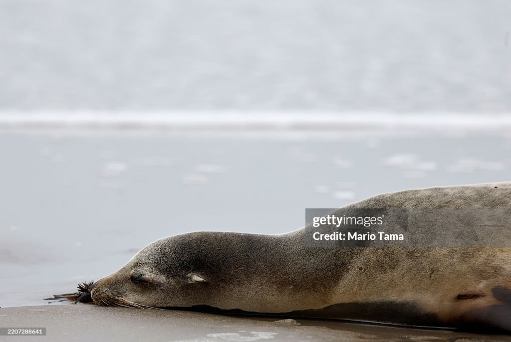 Poisoned Sea Lions Cause Alarm As They're Stranded Along Southern California Coastline