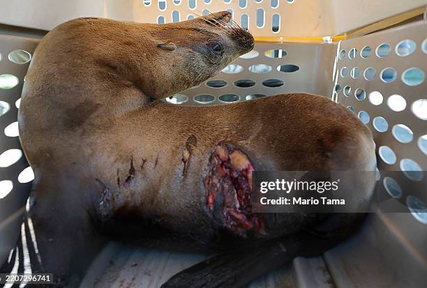 Sea lion suffering from a suspected shark bite wound is rescued by volunteers from CIMWI on March 27, 2025 near Santa Barbara, California. CIMWI...