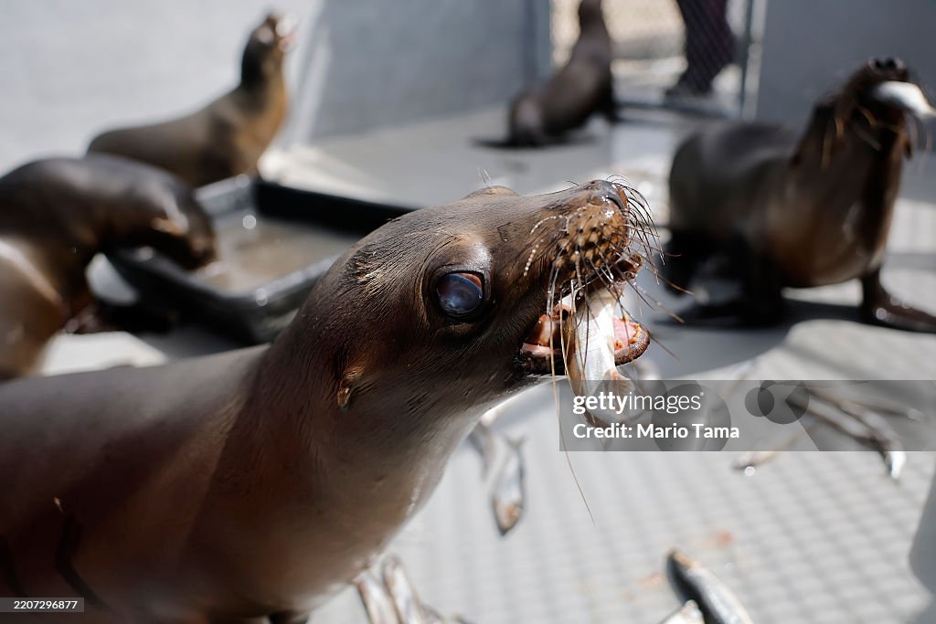 Marine Mammal Organization Rehabilitates Seals And Sea Lions In Southern California