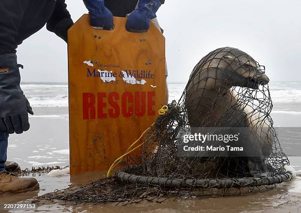 Stranded California sea lion suffering from suspected domoic acid poisoning is rescued by CIMWI volunteers on March 27, 2025 in Oxnard, California....