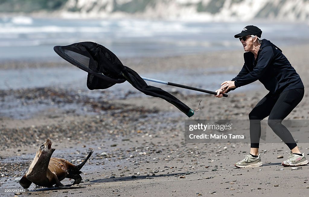 Marine Mammal Organization Rehabilitates Seals And Sea Lions In Southern California