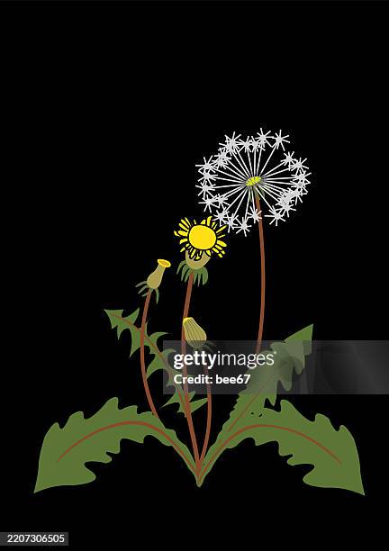 dandelion - pollen blowing stock illustrations