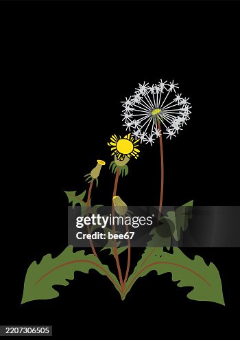 Dandelion Dandelion