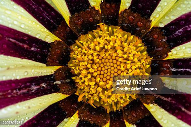 close-up of gazania flower with water droplets - stamper stockfoto's en -beelden
