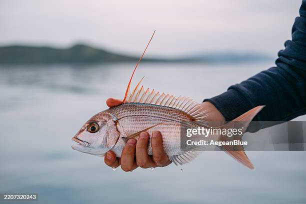 fischer hält lebenden red snapper in der hand - schnapper stock-fotos und bilder