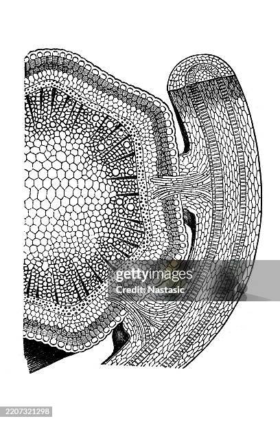 haustorium of dodder (cuscuta) ,hop stems and the dodder parasitize on the same - powdery mildew fungus stock illustrations