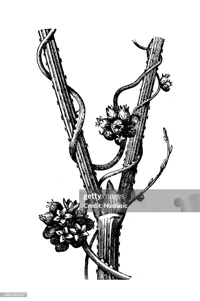 Cuscuta europaea, the greater dodder or European dodder