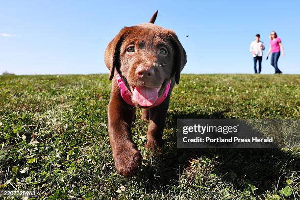 Willow, an 8-week-old Chocolate Labrador, ambles down a short hill at Bug Light Park in South Portland on Tuesday under the watchful gaze of owners...