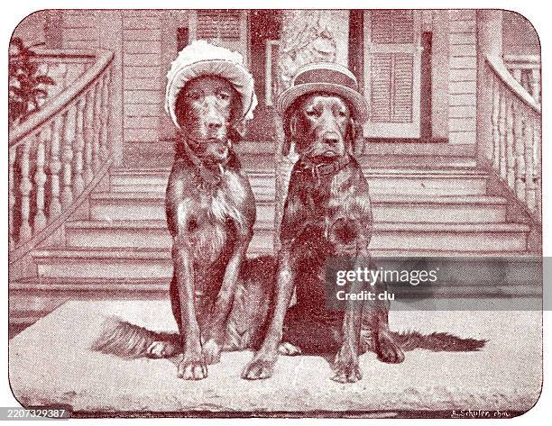 irish hunting dogs, he and she with hats - headwear stock illustrations
