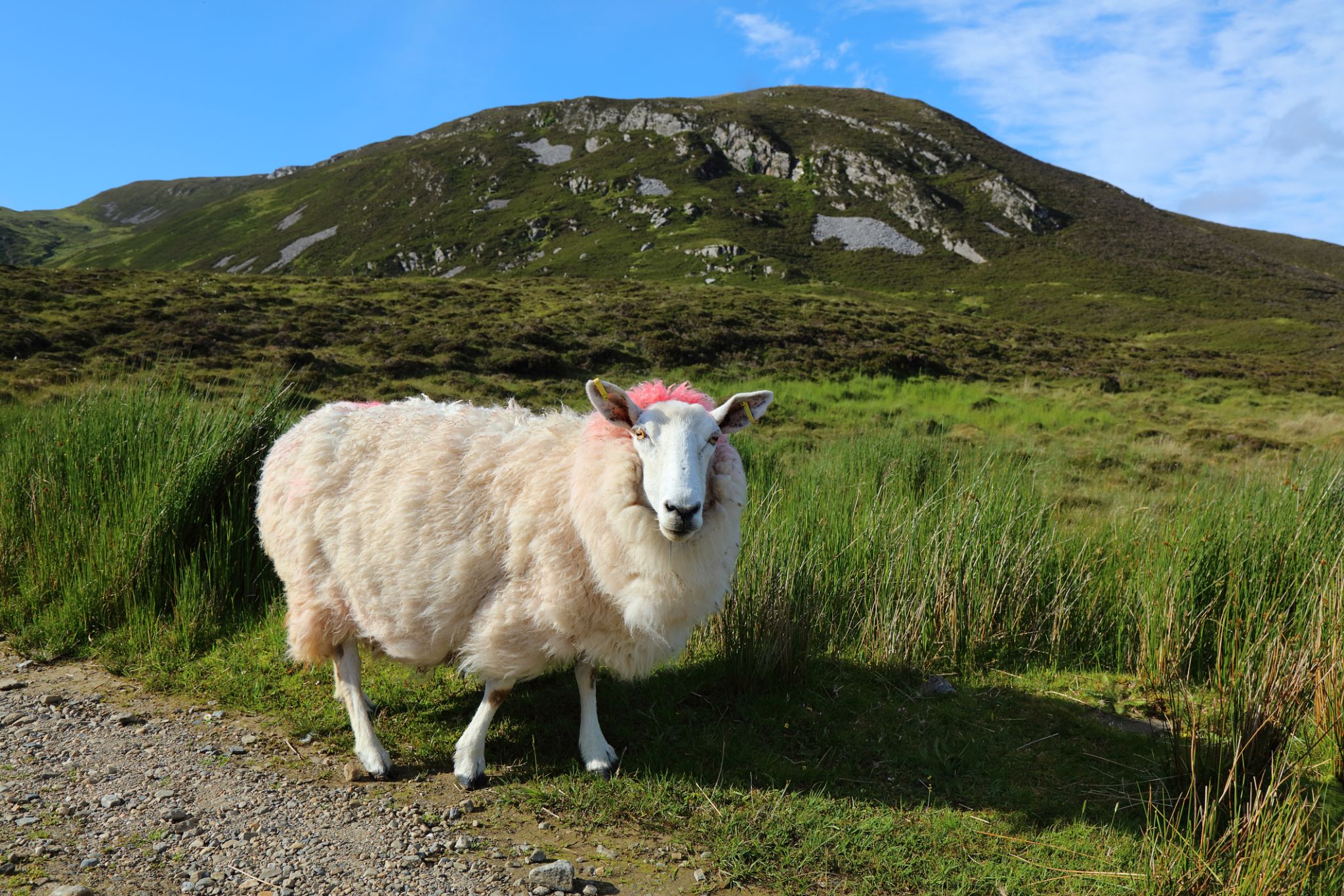 Galway native Irish sheep breed in Ireland Galway native Irish sheep breed in Ireland
