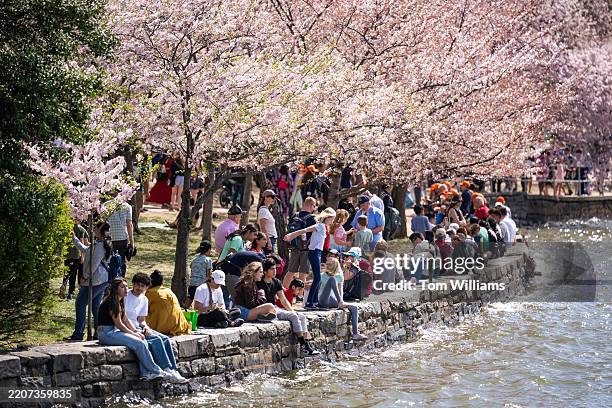Visitors sit on the wall of the Tidal Basin while viewing cherry blossoms on Monday, March 31, 2025.