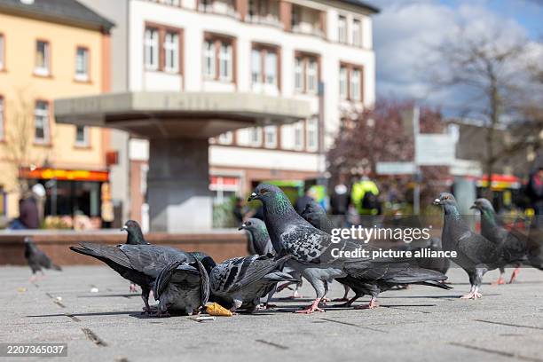 March 2025, Hesse, Limburg: The pigeon population in Limburg an der Lahn is to be reduced. There is a dispute about killing the animals. Pigeons peck...