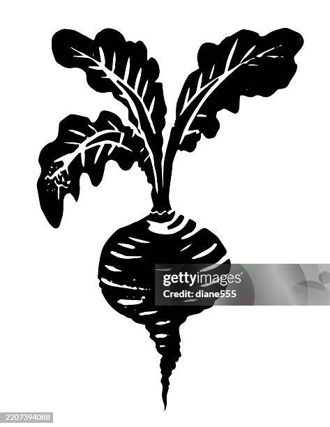 illustrazioni stock, clip art, cartoni animati e icone di tendenza di barbabietola linoleografica isolata su uno sfondo trasparente - linoleografia