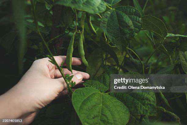 hand picking green beans in organic garden - haricot vert photos et images de collection