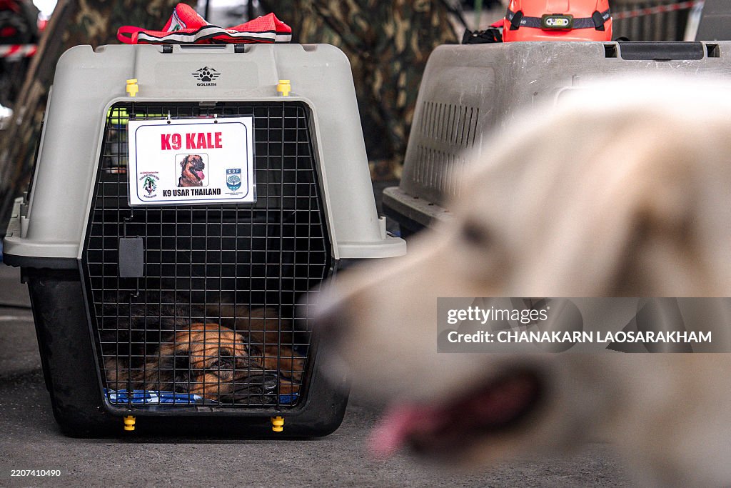 Acx Rescue Kale , from a Thai K9 rescue unit, sits in its enclosure before... News ...