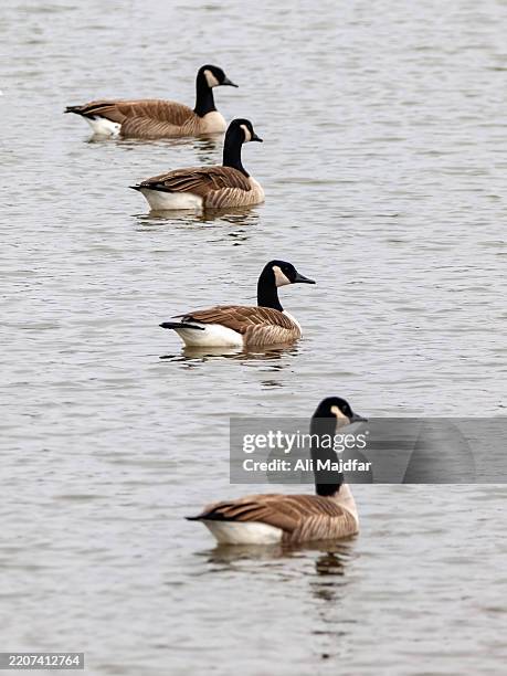 canada geese in row - team ohio stock pictures, royalty-free photos & images