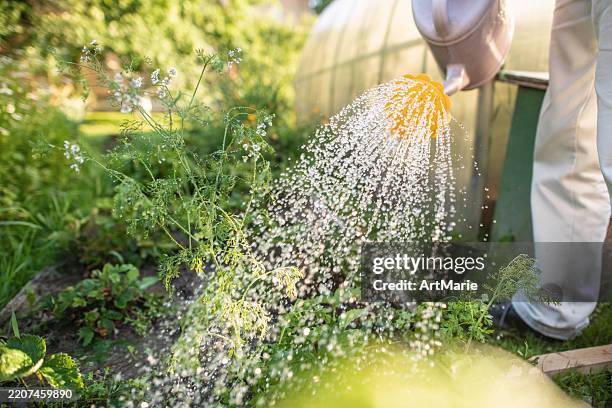 senior man watering plants in a garden - regador imagens e fotografias de stock