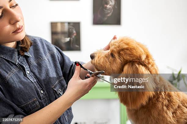 dog being at a salon - cabeleireiro de animais imagens e fotografias de stock