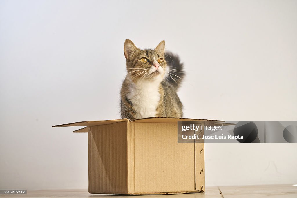 One Container Cat Curious Cat Explores Shipping Container High-Res Stock Photo - Getty Images