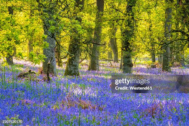 bluebells flowering in the forest, perth, scotland - perth escócia imagens e fotografias de stock