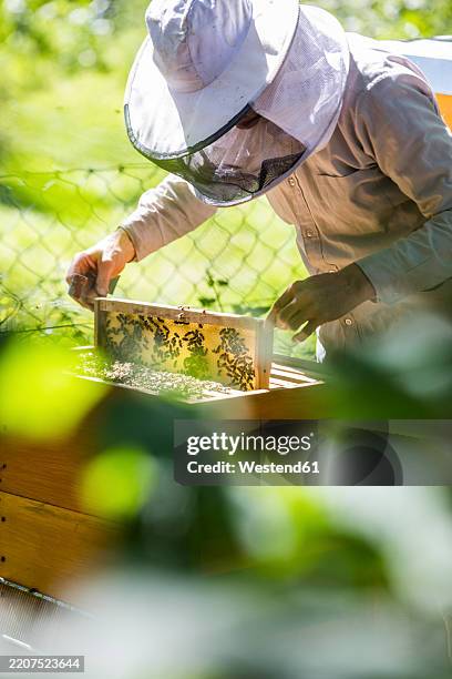 beekeeper checking honeycomb with honeybees - bienenstock stock-fotos und bilder