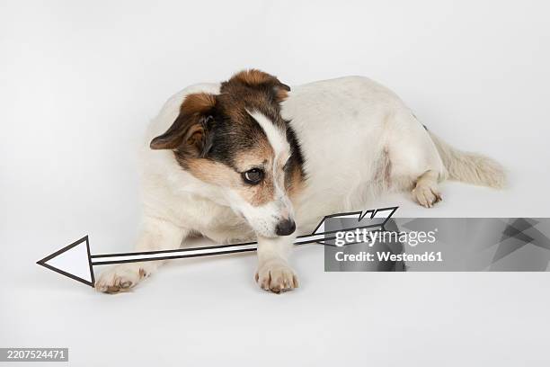 mongrel with drawn arrow lying on white ground - looking around stock illustrations