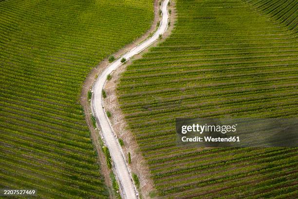 italy, friuli venezia giulia, brazzano, aerial view of winding country road across vast green vineyard - cormons stock pictures, royalty-free photos & images