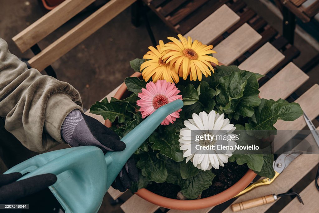A woman waters gerbera flowers in a pot from a watering can on the balcony, hobby gardening on the terrace, hands close-up