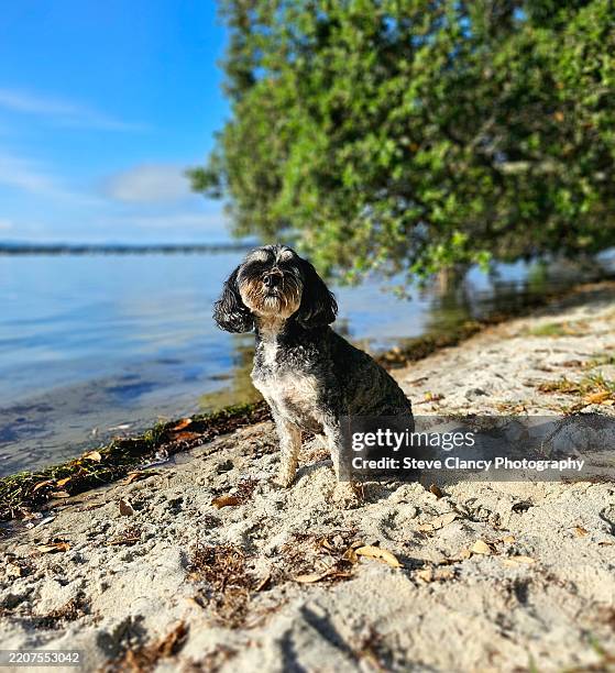 cavapoo - cavapoo stock pictures, royalty-free photos & images