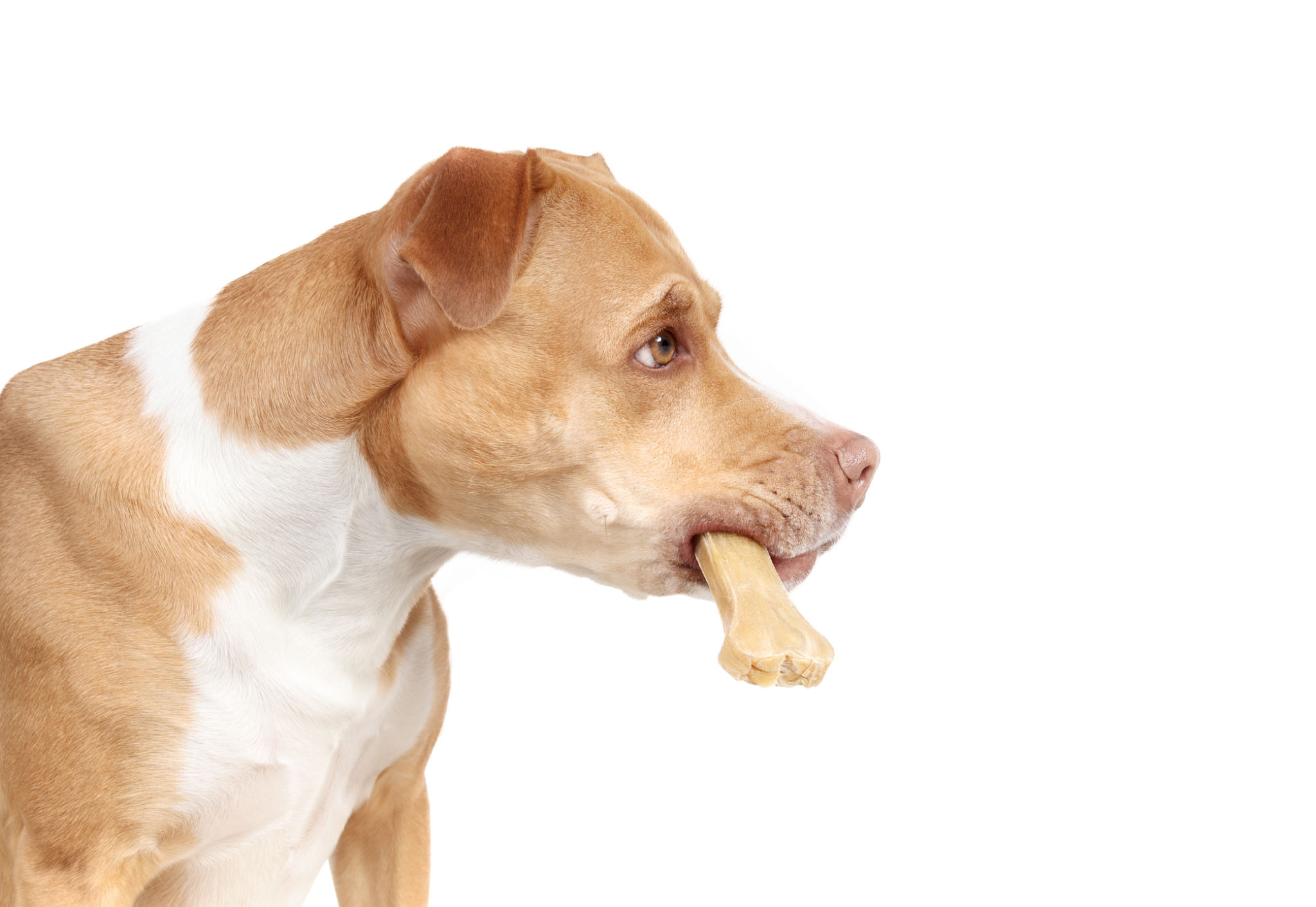analyzing pet food