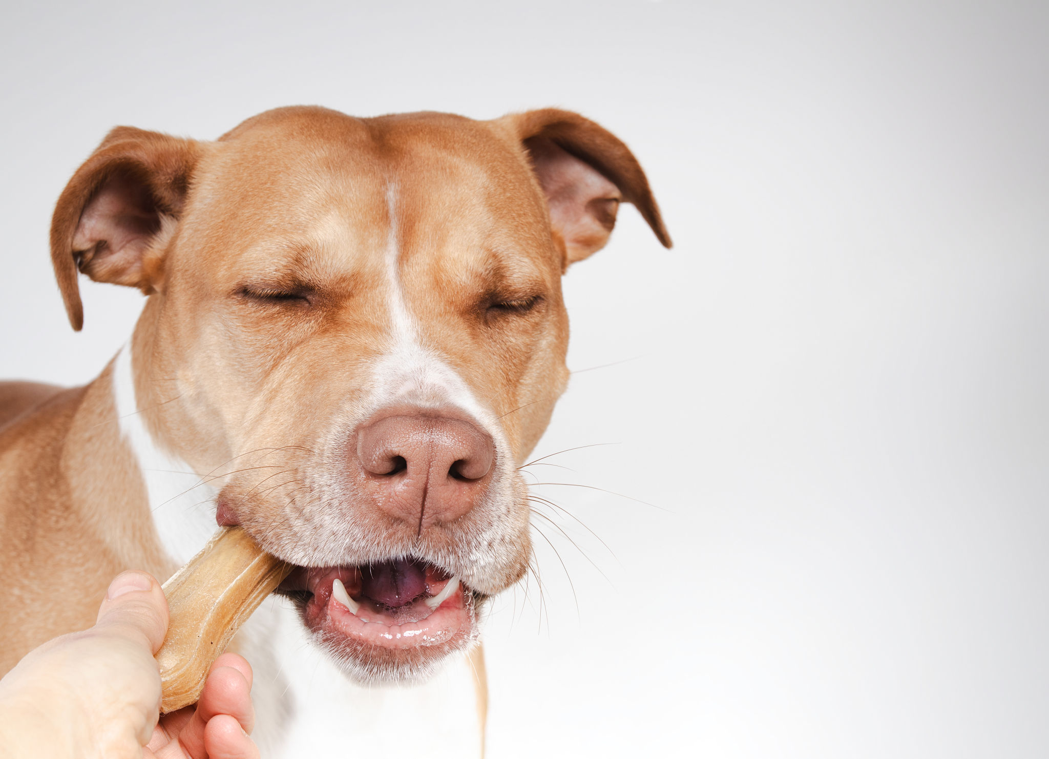 boxer nutrition