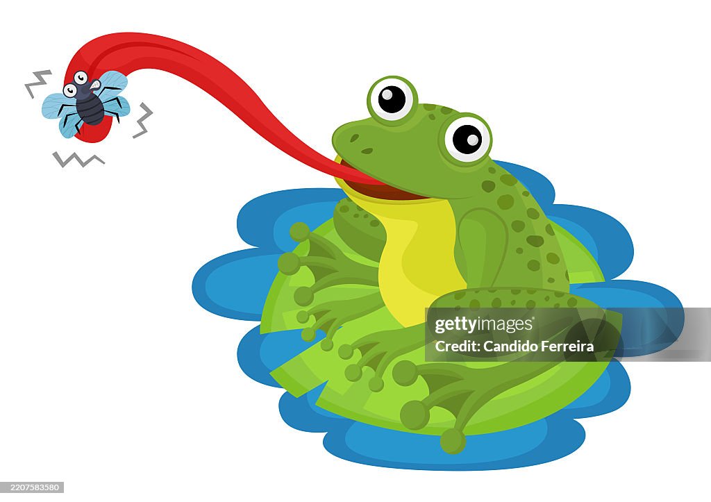 Frog catching a fly
