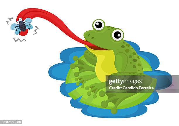 frog catching a fly - strawberry poison dart frog stock illustrations