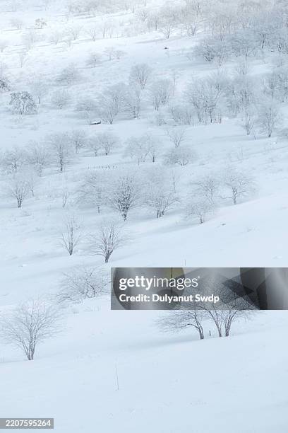 snow mountains in winter. - planalto kirigamine - fotografias e filmes do acervo
