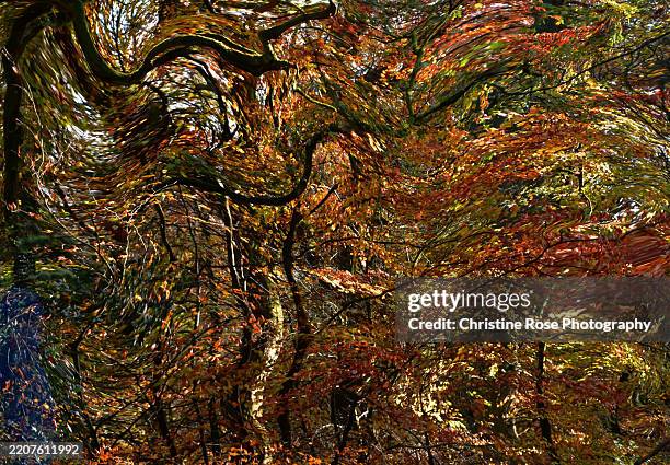 Distorted Plant Drawings 640 Distorted Tree Stock Photos, High-Res Pictures, and Images - Getty ...