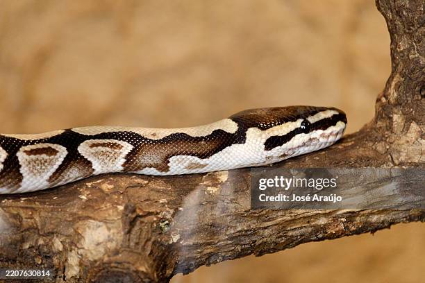 royal python resting on a branch in a vivarium - snake body stock pictures, royalty-free photos & images